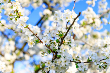 Closeup of white cherry blossoms on the branch