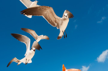 Obraz premium gaviotas mar