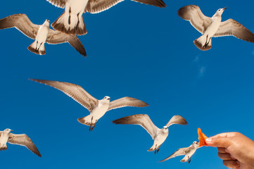 gaviotas cielo