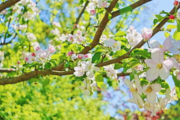 Blomming apple tree