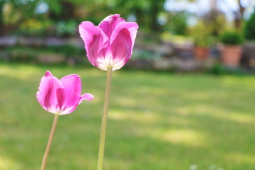 Obraz premium Tulips