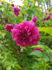 Fototapeta premium Pretty in pink