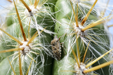 Stink bug on a cactus , close up of a bug.