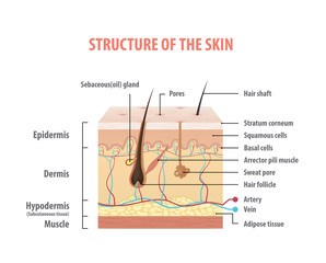 Vol.2 Structure of the skin info graphics illustration vector on white background. Beauty concept. - obrazy, fototapety, plakaty