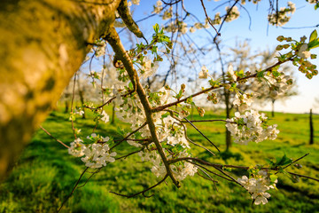 Sunbeams shine through branches with white cherry blossoms