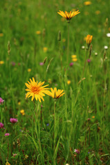 blumenwiese mit    wiesen bocksbart