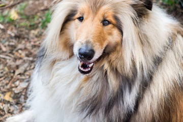 Rough Collie (also known as the Long-Haired Collie or Scottish Collie)