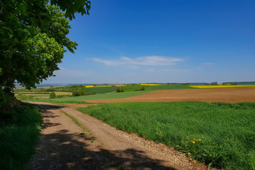 Spring landscape with fields and meadows
