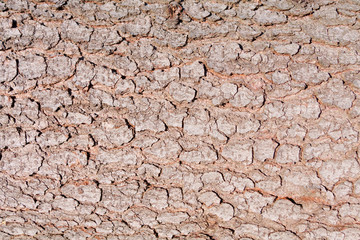 Brown bark as a natural background