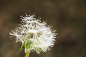 Сommon dandelion blowball with blurred grey and brown background 