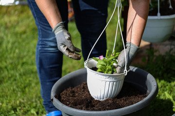 Planting petunias in flowerpots