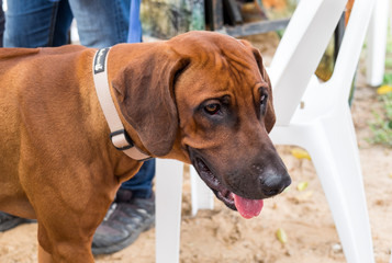 Rhodesian Ridgeback Head. Close Up Portrait