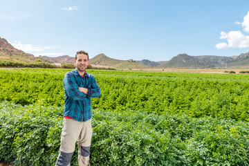 young man working in an organic vegetable garden planted with parsley