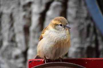 Bird