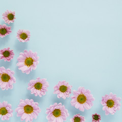 Composition of pink chrysanthemum flowers.