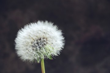 Obraz premium Сommon dandelion blowball with blurred grey and brown background 