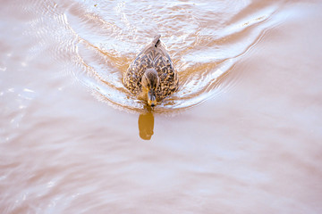 Duck floating on the water