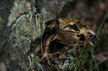 closeup of a frog in the forest