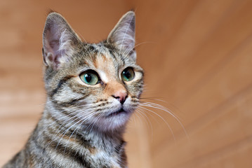 Portrait of beautiful gray cat close up.