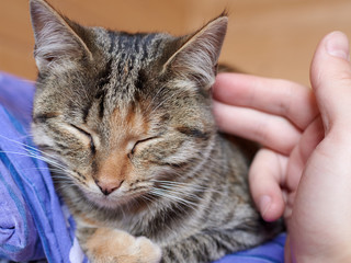 Naklejka premium Cute kitten likes being stroked by man's hand.