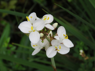 Naklejka na ściany i meble White flower in Chiloe National Park, Chile