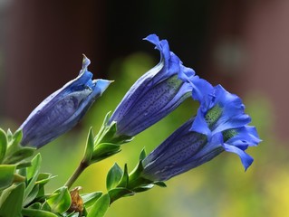 lila flowers of gentian plant