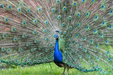 Naklejka premium Peacock shows his nice feathers