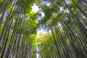 Obraz na płótnie Canvas Arashiyama Bamboo grove on sunshine background in Kyoto, Japan