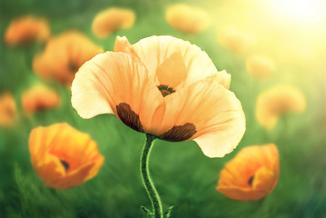 Fototapeta premium Flowering poppy flower, in the background poppy flowers.