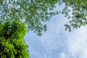 Tree and sky.background