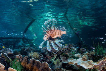 Lionfish on Shallow Coral Reef in Raja Ampat