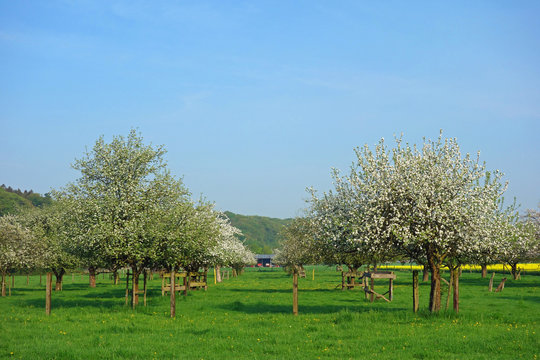 streuobstwiesen im alten land in norddeutschland