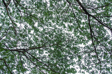 Tree and sky.background