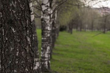Alley of birches. Birch trees in Belarus. Beautiful trees in the green.