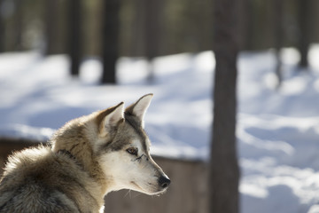 Wild husky in the forest