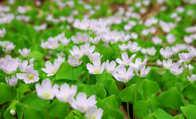 Common wood sorrel