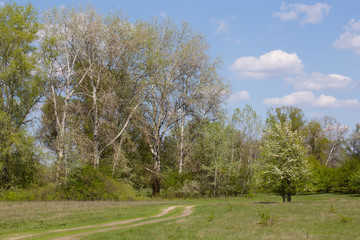 Spring landscape on a sunny day.