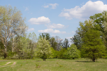 Fototapeta na wymiar Spring landscape on a sunny day.