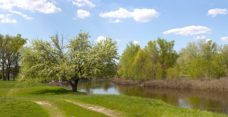 Fototapeta na wymiar Wild pear tree on the shore blooms on the river bank