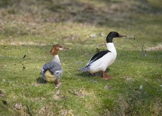 Goosander a spring day at Drottningholm in Stockholm