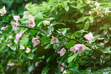 Rain going in natural background