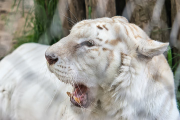 Naklejka premium White Tiger in zoo