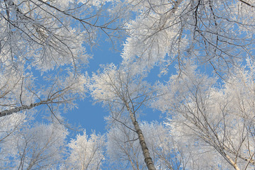 Fototapeta na wymiar Frosty birch forest