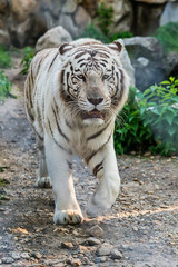 Naklejka premium White Tiger in zoo