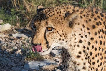 Portrait of a leopard (Panthera pardus) in the evening sun light, namibia