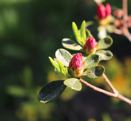 Big red azalea bush in the garden. Season of flowering azaleas.