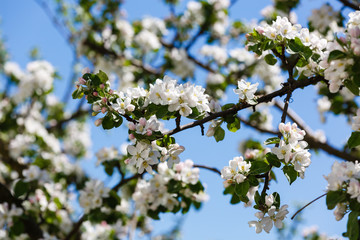 Apple blossom over nature background, beautiful spring flowers