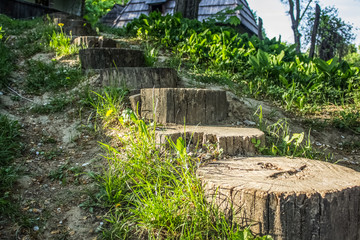 stumps in garden outdoor space