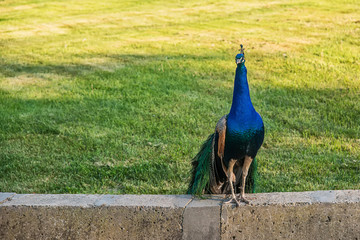 Naklejka premium peacock in zoo