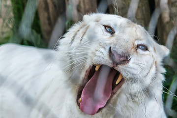 Naklejka premium White Tiger in zoo